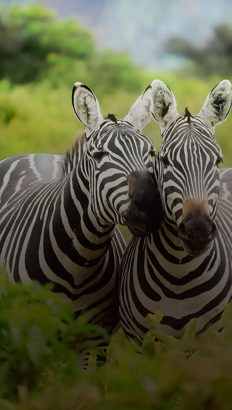 home_animals2_animals9 (1)